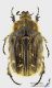 Tropinota_squalida_s_C01627.JPG