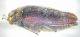 Trachys auriflua lateral view.JPG