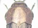 Sphenoptera sp.  thorax.JPG