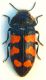 Acmaeodera tassi.JPG