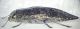Dicerca Turkey lateral view.JPG