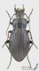 Carabus_ullrichii_f2_s.jpg