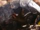 Meloe_Tolfa_3-I-2011_c.jpg