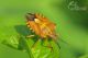 carpocoris-purpureipennis-IMG_2407_08b.jpg