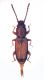 Placonotus testaceus 002 copia.jpg