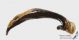 Carabus_intricatus_m_g.jpg