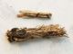 Epichnopterix and Canephora.JPG
