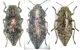 D.aenea bella - D. sp. Turkey - L.stellio.jpg