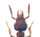 Formichina particolare copia.jpg