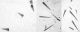 forewing scales.jpg