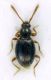 Scydmaeninae_Tolfa_3-I-2011_1,4mm.jpg