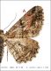 Peribatodes_cf_rhomboidaria.jpg
