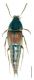 Sepedophilus cavicola (Scriba, 1870).jpg