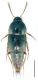 Sepedophilus immaculatus (Stephens, 1832).jpg