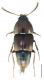 Sepedophilus lusitanicus Hammond, 1973.jpg