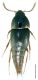 Sepedophilus testaceus (Fabricius, 1792).jpg