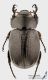 Cyclocephala_dilatata_s.JPG