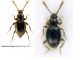 Stenichnus collaris (Müller et Kunze, 1822).jpg