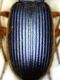 Elitre C. circumscriptus Giordania.jpg