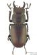 Lucanus-tetraodon.jpg