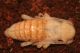 Morimus asper ex larva b.jpg