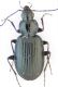 Agonum1.jpg