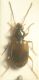 Bembidion.jpg