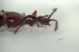 z Pselaphus 1b.JPG