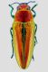 Buprestidae ..jpg