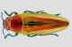 Buprestidae.jpg