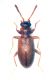 Aderidae copia 1.jpg