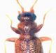 Aderidae copia 2.jpg