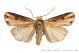 axylia_putris_108.jpg