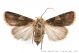 agrotis_puta_120.jpg