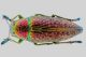 tn_Buprestidae 2 - Copia.jpg