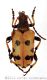 Brachyta balcanicawtmk.jpg