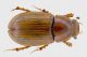 Aphodius  (2).jpg
