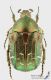 Cetonia_carthami_s_C01649.jpg