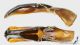 Cetonia_carthami_g_C01649.jpg