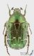 Cetonia_carthami_s_C01648.JPG