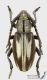 Iberodorcadion_perezi_f_s.jpg