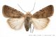 caradrina_clavipalpis_199.jpg