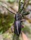 Dorcadion (Pedestredorcadion) etruscum_foto Luciana_Bartolini_DSCN3074.jpg
