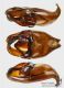 Ceratophyus hoffmannseggi_g_C01665.jpg