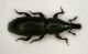 XiloCurculio02.jpg