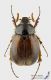 Elaphocera_erichsoni_s.JPG
