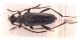 Leptura aethiops 1.jpg