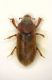 Augyles flavidus 2  26.X.08.JPG