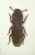 Langelandia 3mm Tizzano.JPG