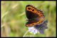 erebia_sp_2_1.jpg